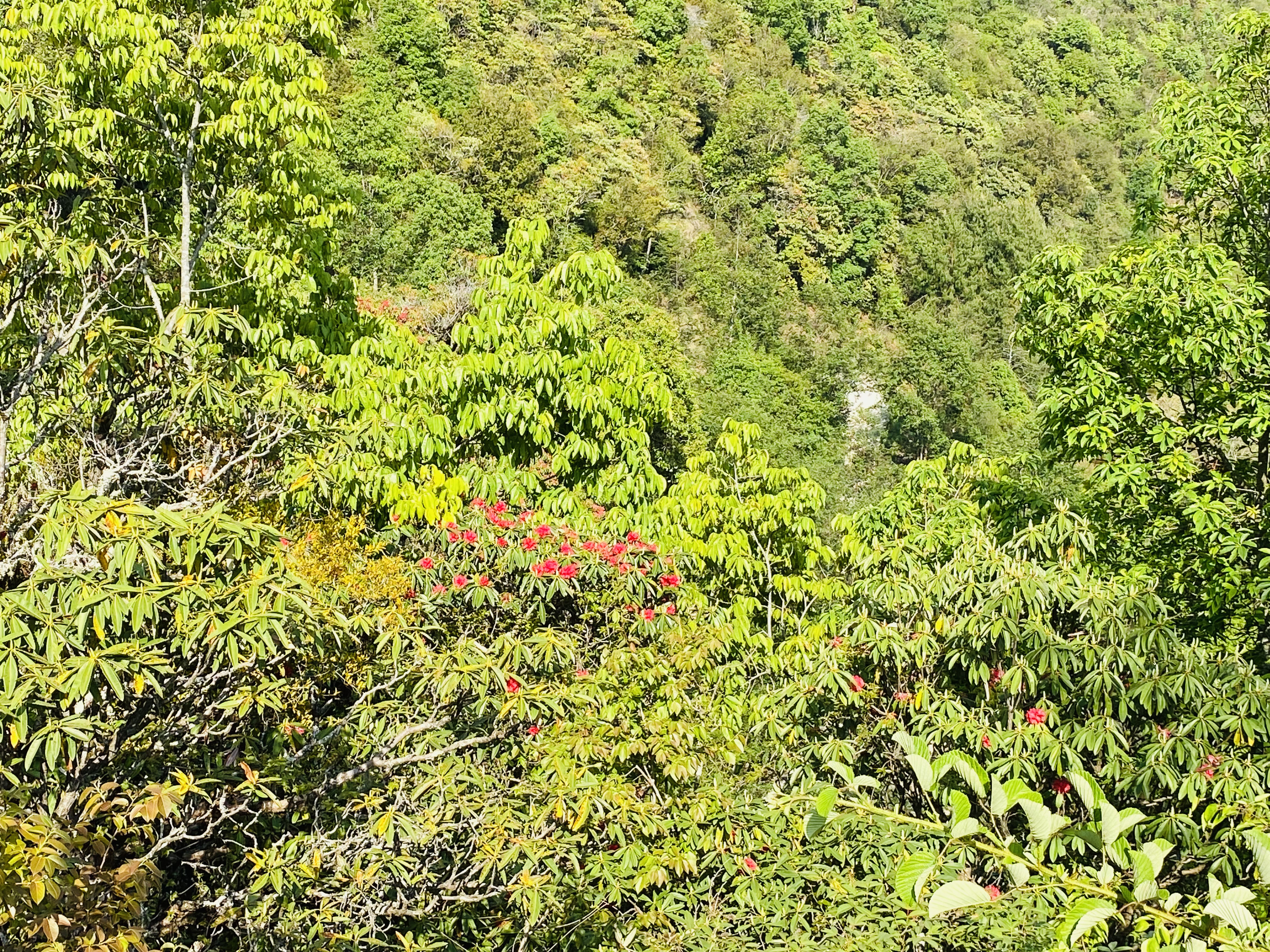 Helambu Circuit Trek